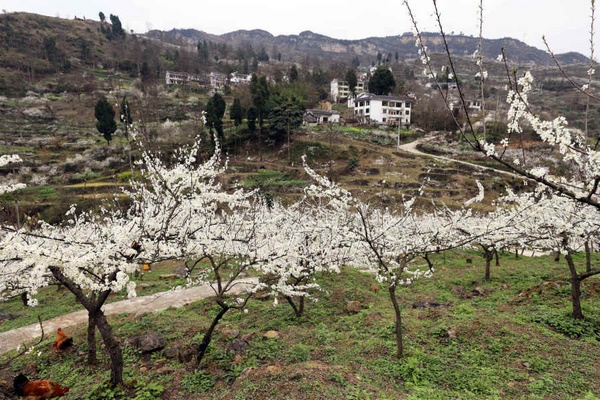 修文縣蜈蚣橋村李花如雪。