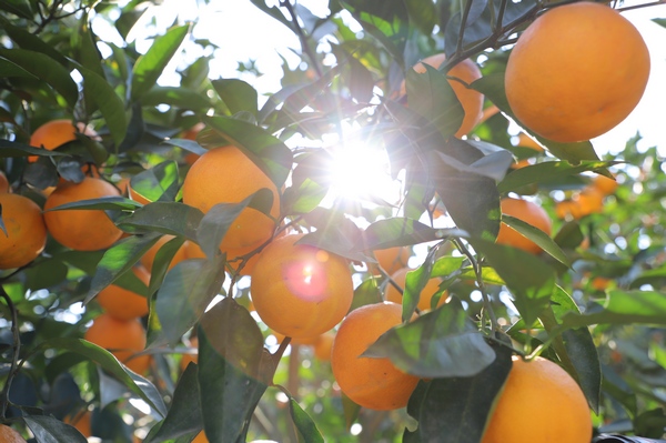 橙满园果园的橙子。张丽莎 胡秋婷摄 