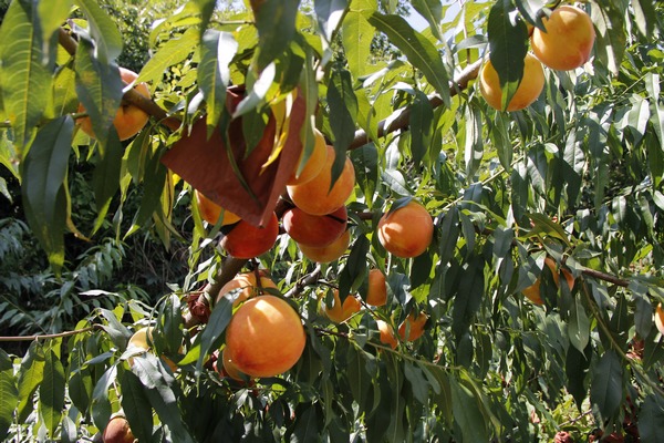 果蔬基地水果2020年喜獲豐收