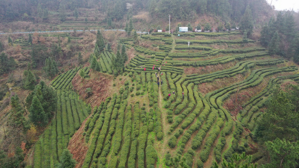 石阡茶園