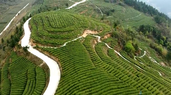 曉景鄉茶葉基地。麻佔江攝