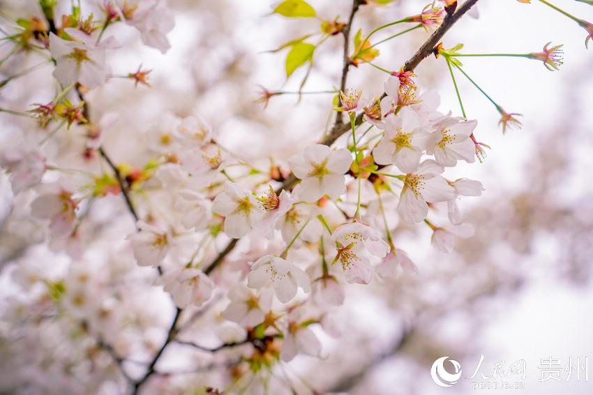 茶園內盛開的櫻桃花。人民網 涂敏攝