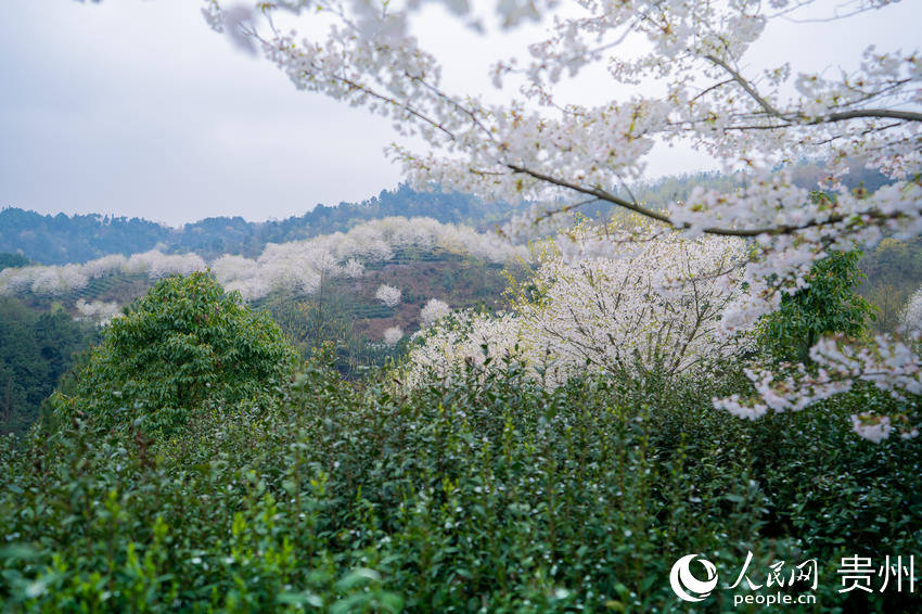 櫻桃花在久安現代高效茶葉種植示范園內盛開。人民網 涂敏攝