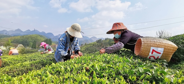採茶技能競賽中。