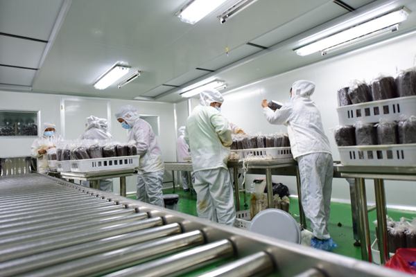 在貴州鴻林菌業有限公司，工人正在食用菌生產線上作業。