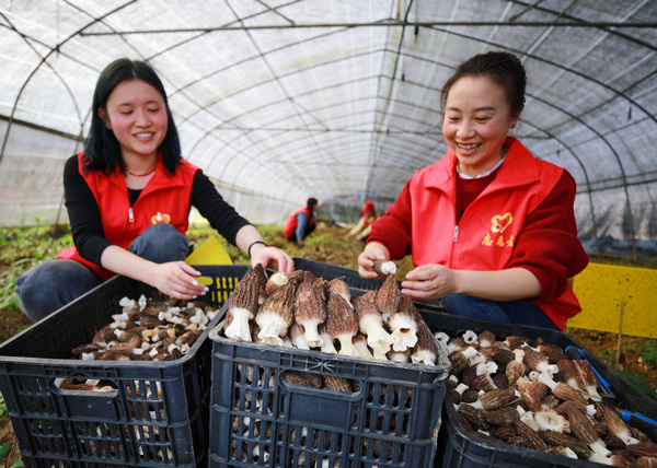 3月16日，貴州省畢節市黔西縣觀音洞鎮黨員青年服務隊的志願者，幫助農戶挑選羊肚菌裝箱供應市場。
