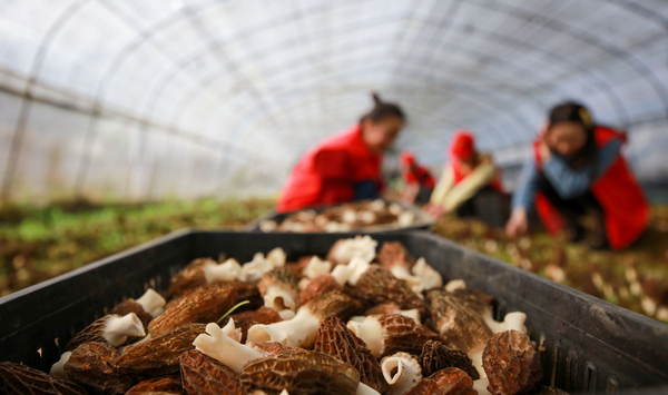 3月16日，貴州省畢節市黔西縣觀音洞鎮黨員青年服務隊的志願者在羊肚菌基地，幫助農民採收羊肚菌供應市場。