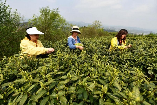 游客在貴州柏春神鵲茶場體驗採茶。觀山湖區融媒體中心供圖