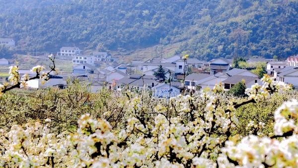 修文縣谷堡鎮折溪村：春暖花開游客來。