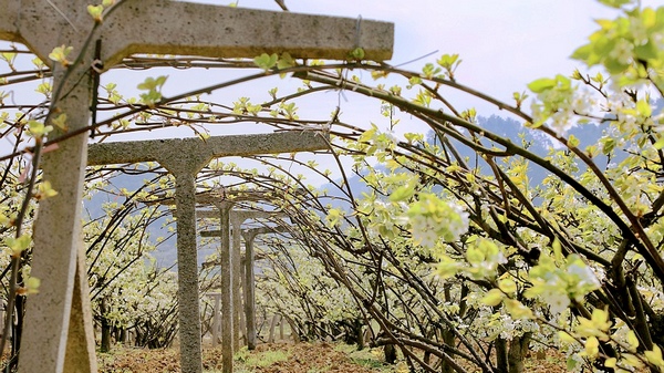 修文縣谷堡鎮折溪村：春暖花開游客來。
