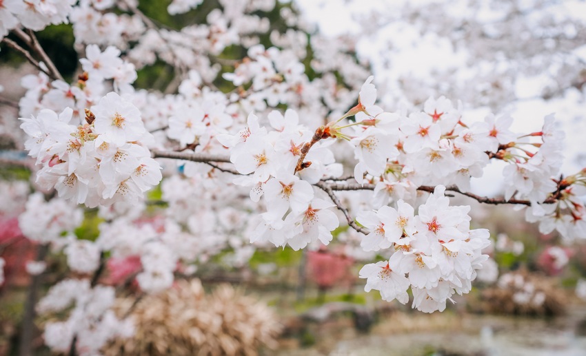 盛開的粉白色櫻花。櫻花谷景區供圖