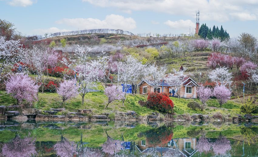 3月上旬-4月中旬為春日賞花的最佳時期。櫻花谷景區供圖