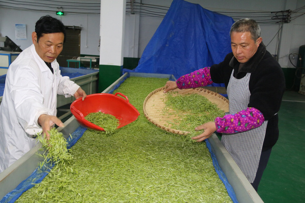 姚溪村一片葉子托起村民致富“夢”