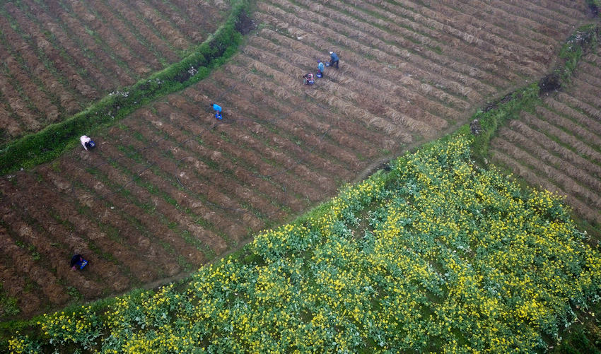 柏村鎮后壩村村民在採收赤鬆茸。田東攝