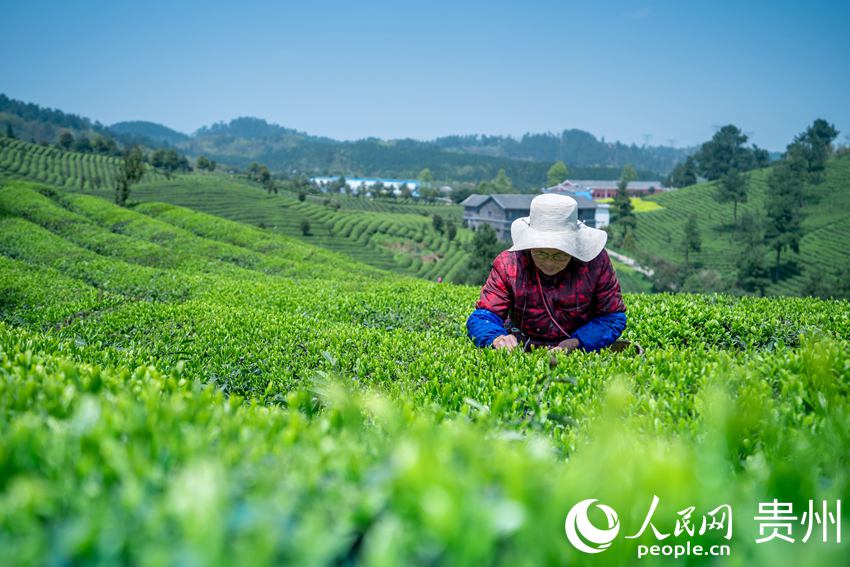 茶農在茶園採茶。人民網 涂敏攝
