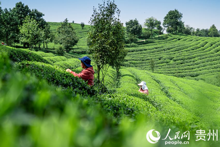 茶農在茶園採茶。人民網 涂敏攝