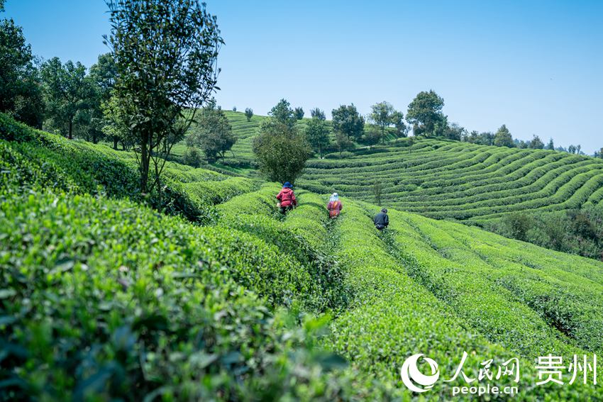 茶農在茶園採茶。人民網 涂敏攝