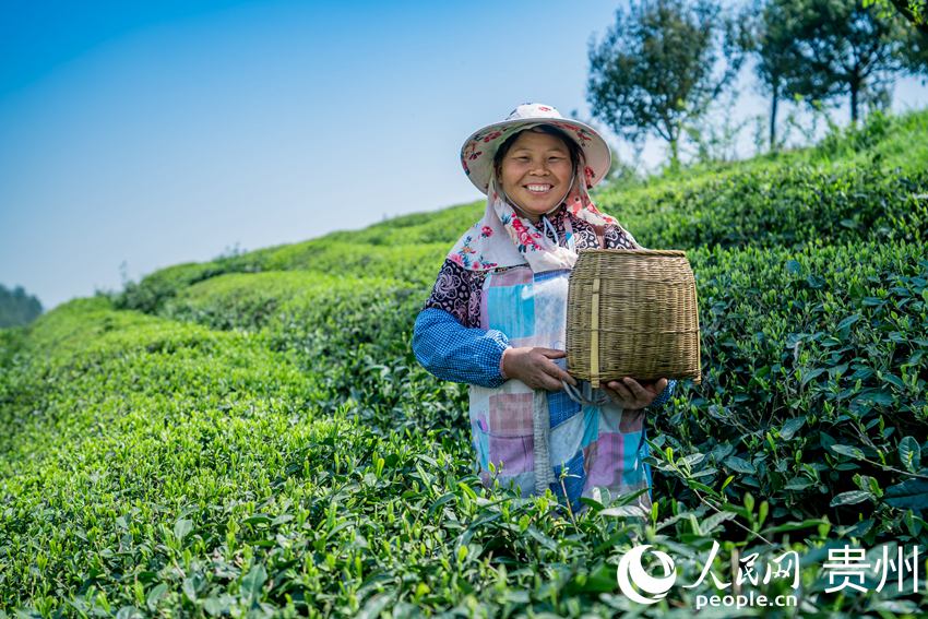 茶農展示今天的勞動成果。人民網 涂敏攝