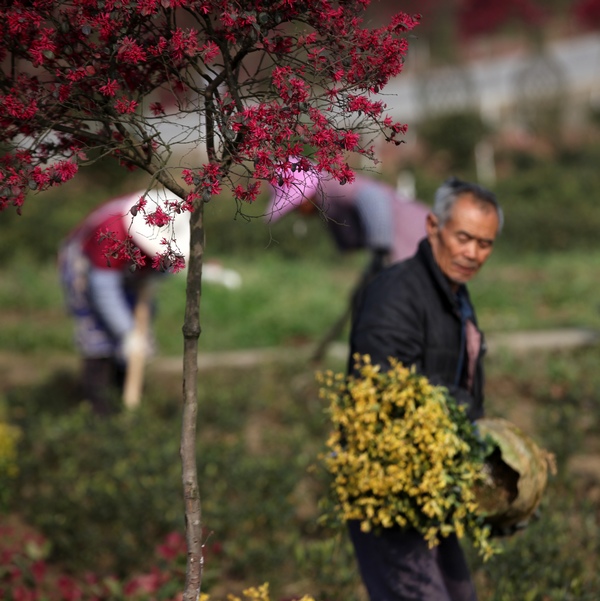 2021年3月24日，貴州省畢節市黔西縣林泉鎮海子村花卉苗木基地，村民移植苗木。