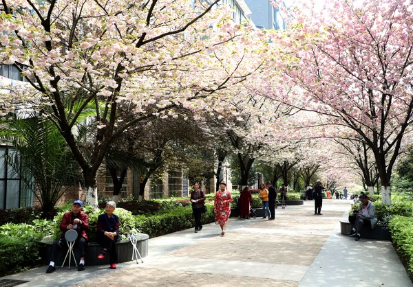 居民們在櫻花樹下享受閑暇時光。丁偉鑫攝
