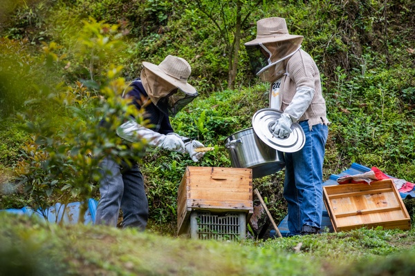 圖為“小龍女”蜜蜂養殖基地採蜜現場。羅大富攝