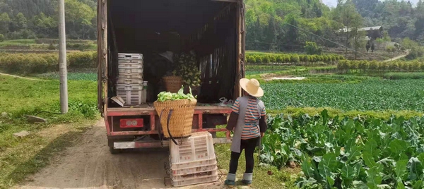 村民整在将花菜装车。何勤摄