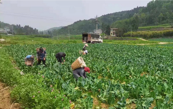 村民正在采摘花菜。何勤摄