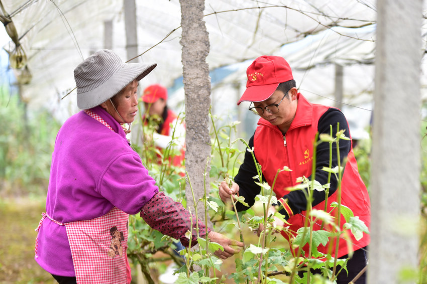 4月12日，在貴州省丹寨縣龍泉鎮馬鞍村葡萄種植合作社基地，村民和黨員服務隊隊員在管護葡萄苗。