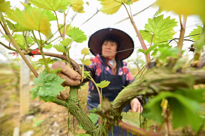 4月12日，在貴州省丹寨縣龍泉鎮馬鞍村葡萄種植合作社基地，村民在管護葡萄苗。