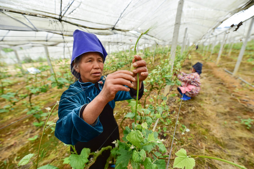 4月12日，在貴州省丹寨縣龍泉鎮馬鞍村葡萄種植合作社基地，村民在管護葡萄苗。