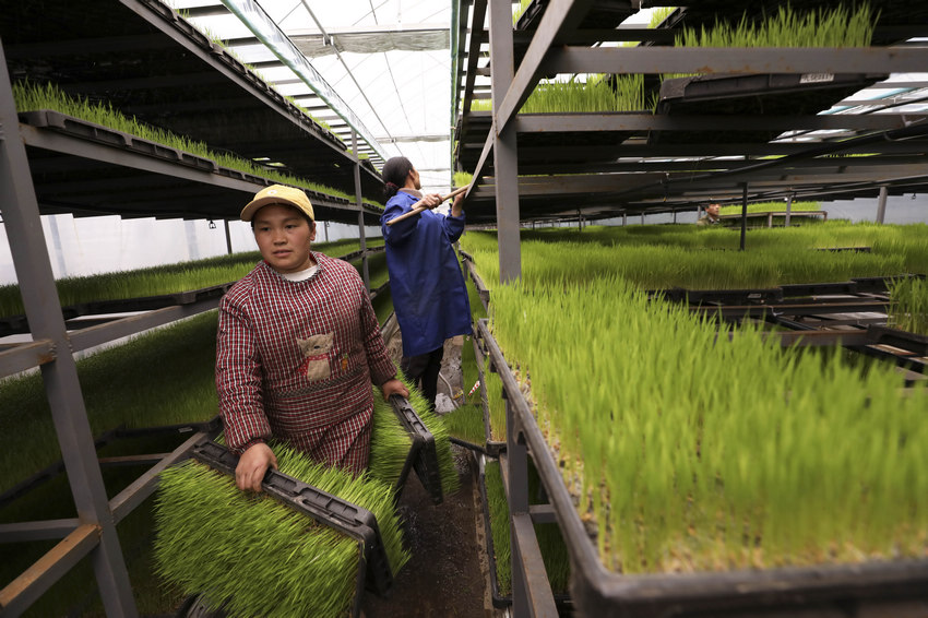 4月13日，貴州省劍河縣展架村的育苗基地工人在搬運水稻秧苗。