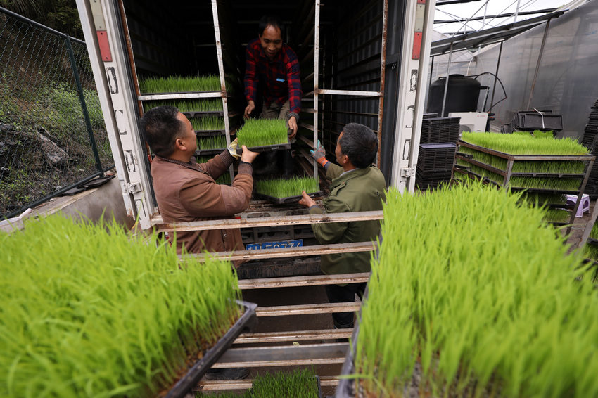 4月13日，貴州省劍河縣展架村的育苗基地工人將水稻秧苗裝車。