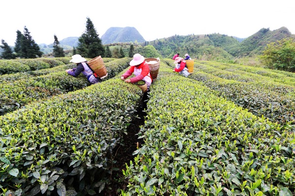 纏溪鎮湄坨村茶園裡，農民採摘茶青。
