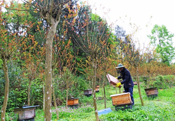 纏溪鎮周家坳村農民在林下養蜂。