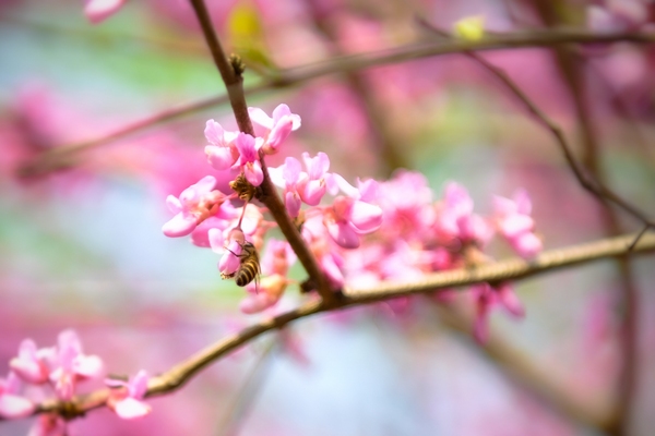 綻放的紫荊花引來蜜蜂採蜜。觀山湖區融媒體中心供圖