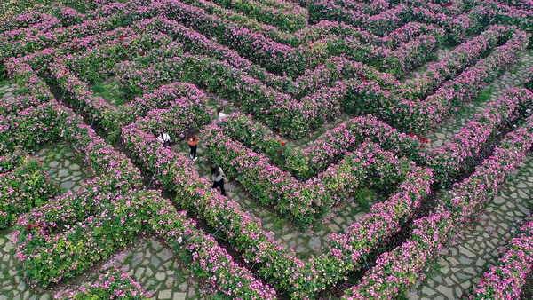 贵州安龙:"鲜花迷宫"带热乡村游