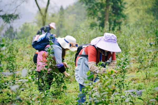 在溫水村茶園基地，採茶工人穿梭在茶樹間。觀山湖區融媒體中心供圖