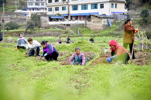 村民們為白芨除草鬆土。觀山湖區融媒體中心供圖