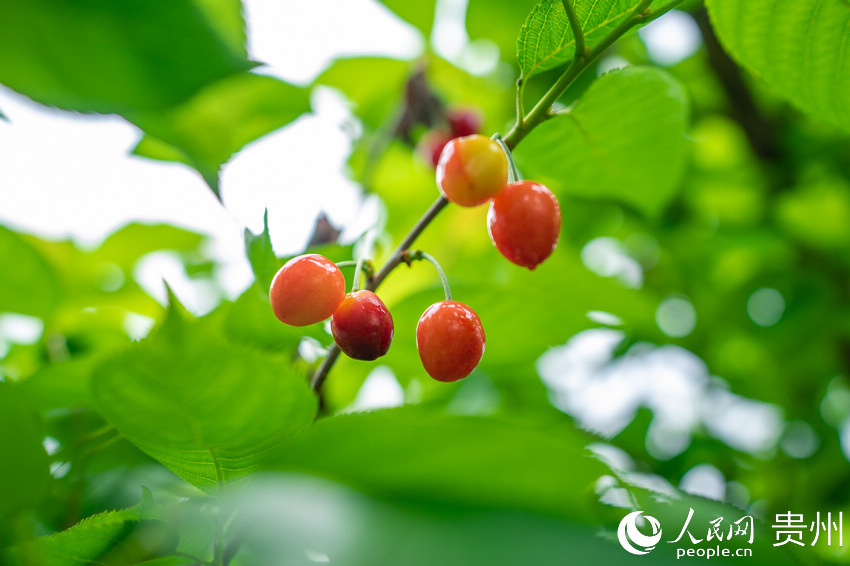 支嘎阿魯湖櫻桃採摘觀光園內的瑪瑙紅櫻桃。人民網 涂敏攝