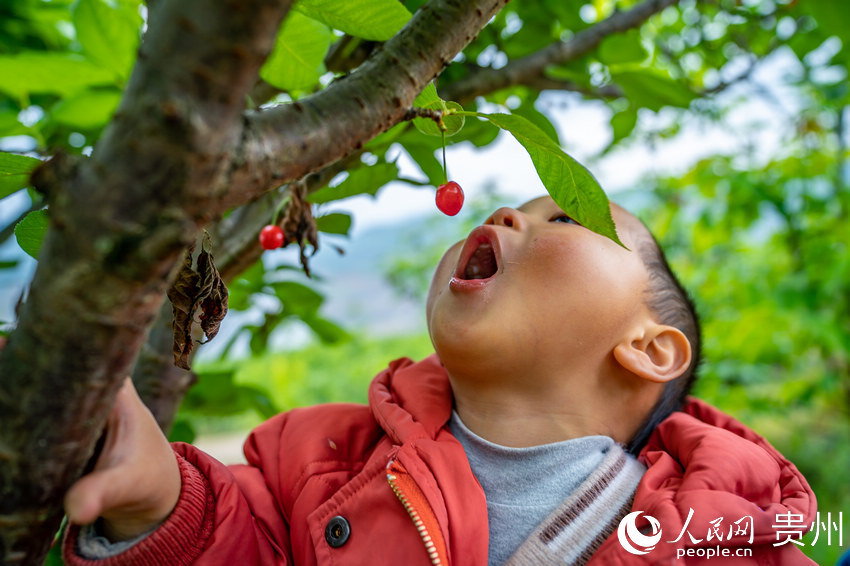 小朋友在櫻桃園內品嘗瑪瑙紅櫻桃。人民網 涂敏攝