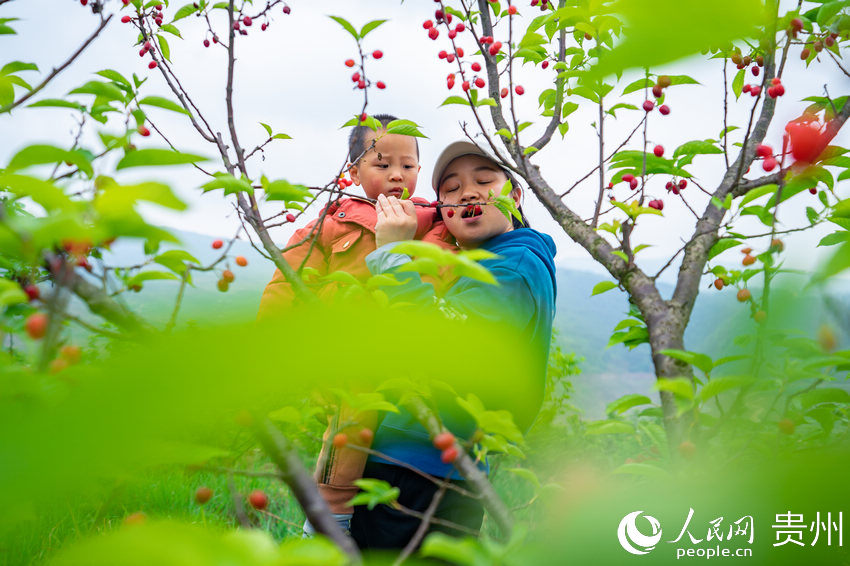 游客在園內採摘櫻桃。人民網 涂敏攝
