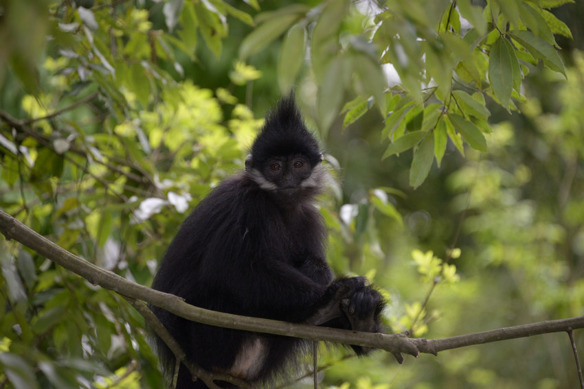 2021年4月17日，在麻陽河國家級自然保護區涼橋管理站拍攝的黑葉猴。田東攝
