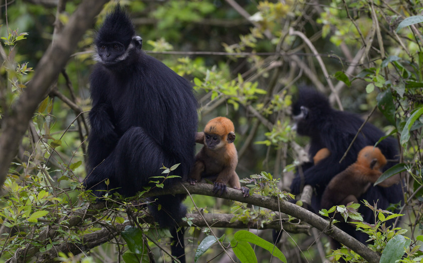 2021年4月17日，在麻陽河國家級自然保護區涼橋管理站拍攝的黑葉猴及幼崽。田東攝