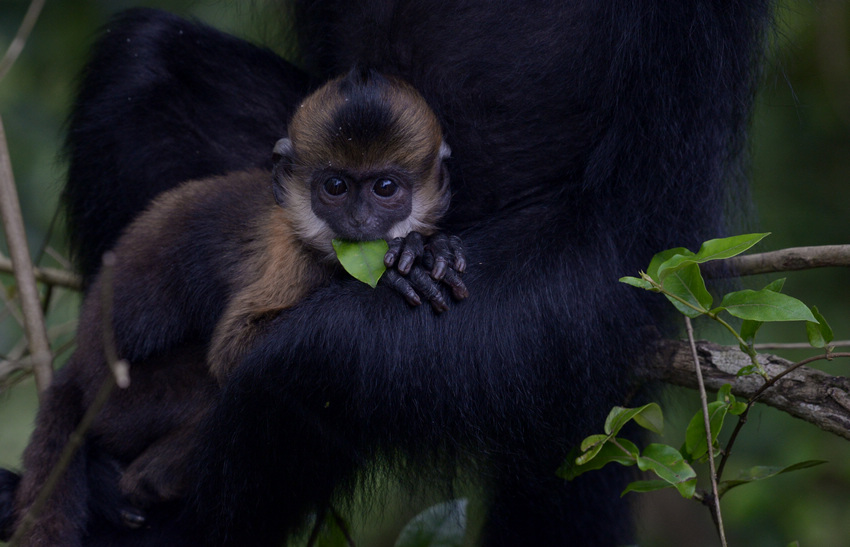 2021年4月17日，在麻陽河國家級自然保護區涼橋管理站拍攝的黑葉猴幼崽。田東攝