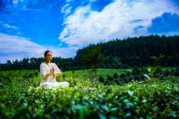 鳳岡“茶旅一體”生態茶園。田錦泓攝