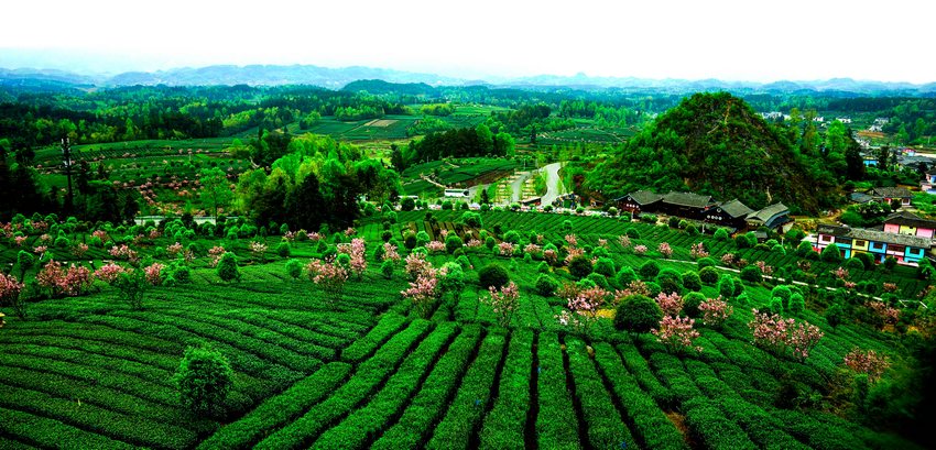 凤冈"茶旅一体"生态茶园.都匀群众正在采茶.都匀螺蛳壳茶山采茶.