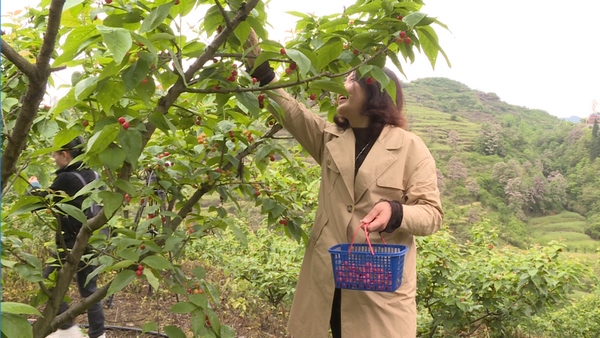 游客正在采摘樱桃。