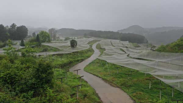 一张张巨大的白色防雹网，罩在猕猴桃植株上。