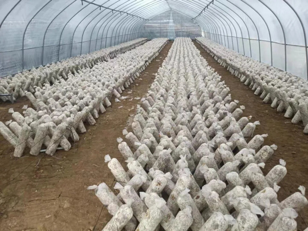 织金县龙场镇:香菇种植助推乡村振兴