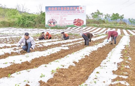 尚嵇鎮千畝辣椒示范基地。